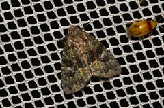 Euprora crypsichlora