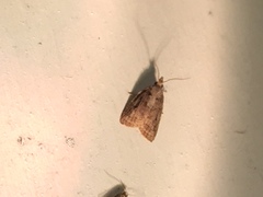 Platynota idaeusalis