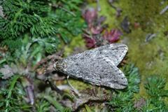 Alsophila aescularia