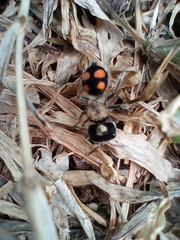 Pseudomethoca hilaris