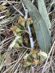 Eucalyptus lesouefii