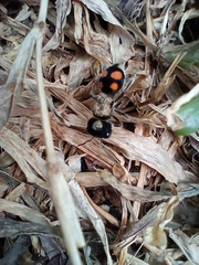 Pseudomethoca hilaris