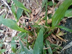 Pseudomethoca hilaris