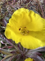 Camissoniopsis