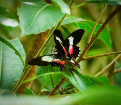 Parides ascanius