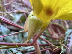 Camissoniopsis