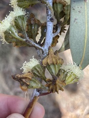Eucalyptus lesouefii