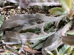 Camissoniopsis