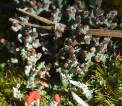 Cladonia peziziformis