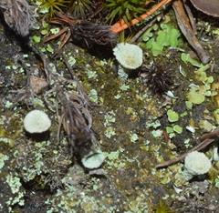 Cladonia chlorophaea