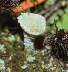 Cladonia chlorophaea