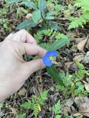 Commelina auriculata