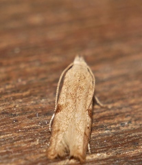 Streniastis thermaea