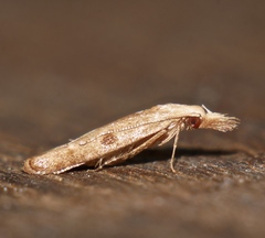 Streniastis thermaea