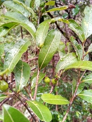 Cryptocarya pauciflora image