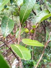 Image of Cryptocarya pauciflora