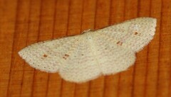 Epicyme rubropunctaria