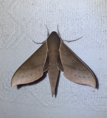 Xylophanes porcus