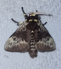 Megalopyge albicollis