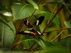 Parides ascanius