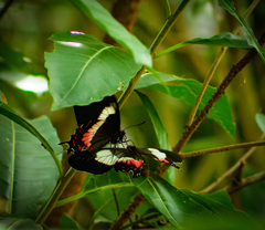 Parides ascanius