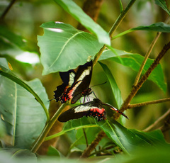 Parides ascanius