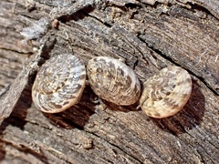 Microxeromagna lowei