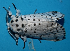 Kamalia multipunctata