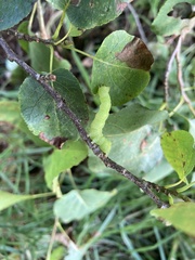 Alnus cordata
