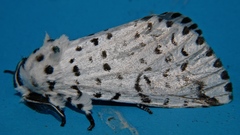 Kamalia multipunctata