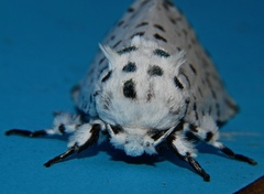 Kamalia multipunctata