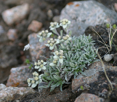 Leontopodium ochroleucum