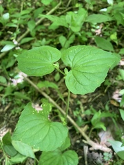 Viola pubescens