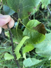 Glyphodes onychinalis