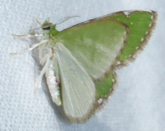 Argyrocosma inductaria