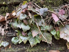 Heuchera parvifolia