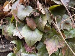 Heuchera parvifolia