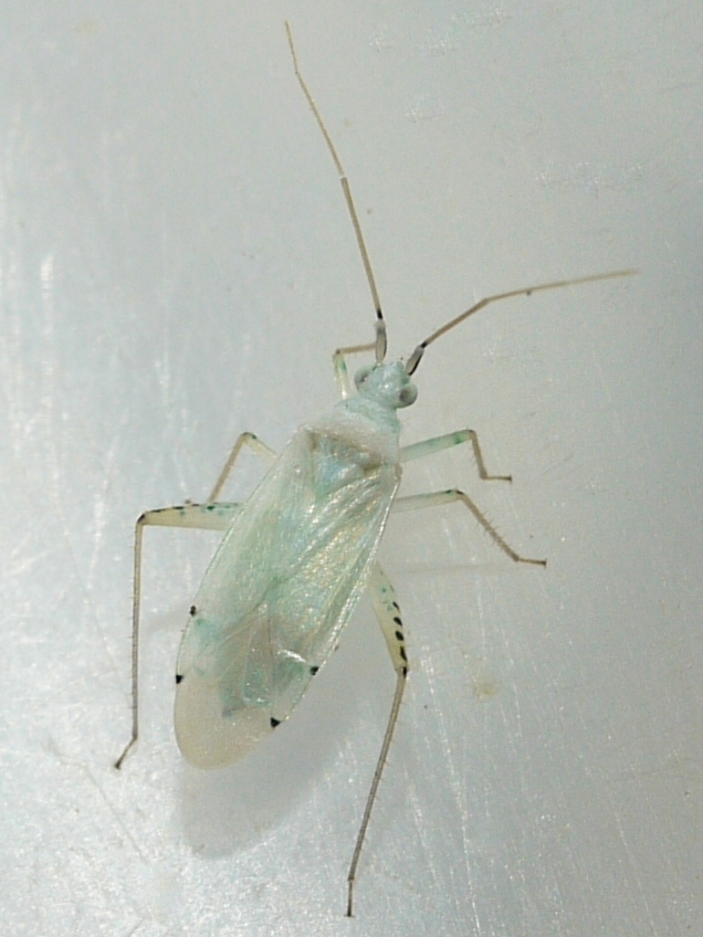 Reuteria bifurcata