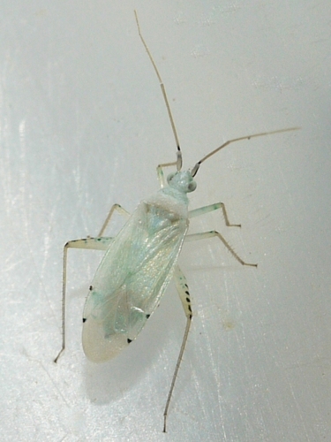 Reuteria bifurcata