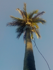 Cocos nucifera