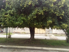 Ficus microcarpa