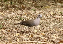 Streptopelia decipiens