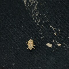 Eutyrhinus meditabundus