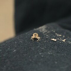 Eutyrhinus meditabundus