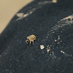 Eutyrhinus meditabundus