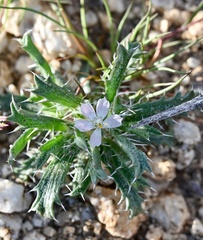 Loeseliastrum schottii