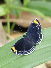 Charis cadytis