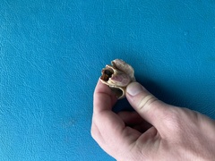 Megabalanus tintinnabulum