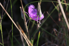 Thysanotus tuberosus