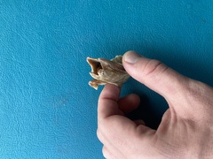 Megabalanus tintinnabulum